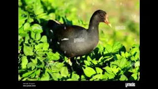 صوت العبد او دجاجة الماء دندنها