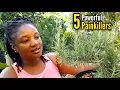 Lagu Five (5) POWERFUL HERBS  For PAIN RELIEF Growing In Our Backyard Garden 