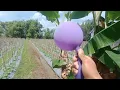 Lagu Suara Kokek Balon warna ungu  #hiburan