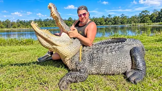 How Many Dog Collars Did he have in Him? We Caught the Biggest Gator in the Swamp!