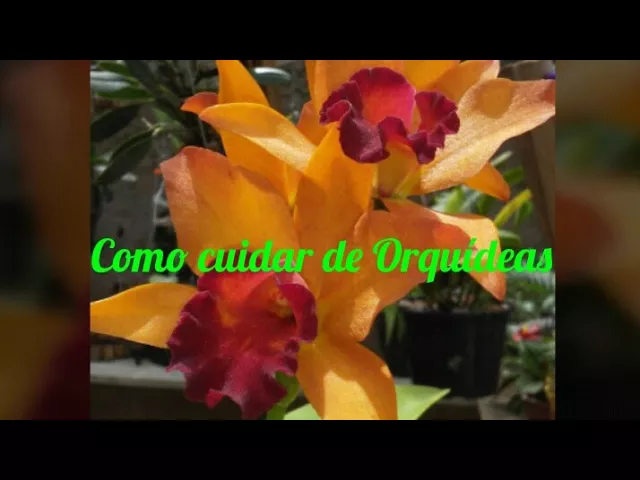 COMO CUIDAR DE ORQUÍDEAS (INICIANTES)