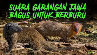 Download SUARA GARANGAN MANGGIL TEMAN 🟡 VOLUME KERAS MP3