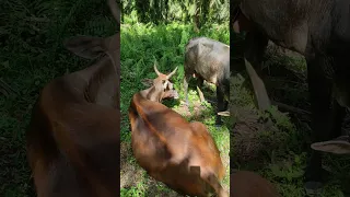 kawin alami betina sampe terduduk booskuu 