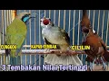 Download Lagu VIDIO ASLI. . Tembakan Panjang CUCAK CUNGKOK, CILILIN, KAPAS TEMBAK