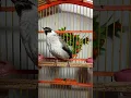 Download Lagu Kicauan burung kutilang di waktu Pagi