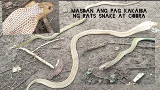 Download MASDAN ANG PAGKAKAIBA NG. RATS SNAKE. AT COBRA . MP3