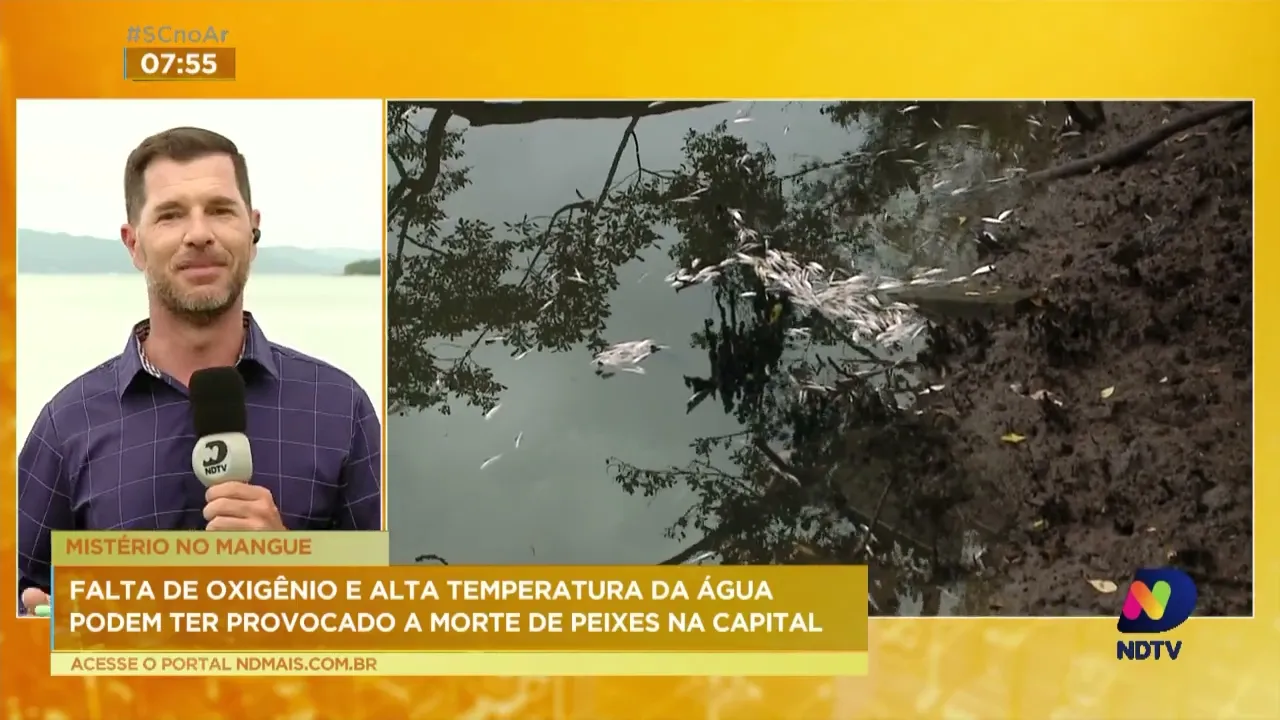 Órgão ambiental de Florianópolis divulga nota sobre a mortandade de peixes em mangue da cidade