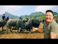 Download Lagu SAPA TV | HÚ HỒN KHI XEM CHỌI TRÂU GÂY CẤN TẠI CHỢ TRÂU BẮC HÀ VÀ ĂN CÁC MÓN NGON ĐẶC SẢN TÂY BẮC