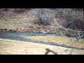 Decorah Eagles - North Nest powered by EXPLORE org
