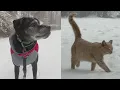 Eastern North Carolina pets enjoying the snow
