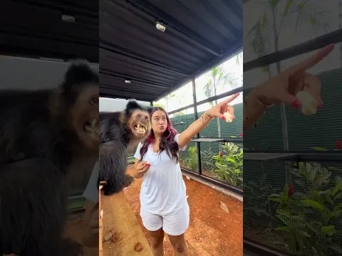 EMILLY VICK MOSTRANDO SEU NOVO MASCOTE UM MACAQUINHO😍 #emillyvickof #dosa #humor #yt #leo #short #fy