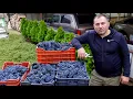 HOMEMADE WINE from HOME-GROWN GRAPES