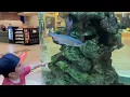 SIMPLE LIVING Reno Nevada Very Nice Aquarium at the mall lifeeusa