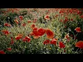 for flowers corn poppy flower beauty dancing