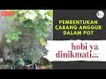 Download Lagu Cara Axel Break Anggur CRV dalam Pot || Struktur Percabangan Kita yang Atur!