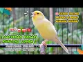 Download Lagu Kenari GACOR NGEREK‼️ Masteran Kenari PAUD dan Pancingan Kenari MACET BUNYI dan Betina NGIWIR - 95