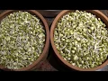 Download Lagu Mung bean sprouts in GAIA Sprouter