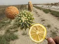 Camel s Hilarious Reaction to Tasting Lemon for the First Time