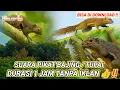 Download Lagu 🔴 SUARA PIKAT BAJING / TUPAI // JAMINAN 100 % LANGSUNG DATANG ‼️ BISA DI DOWNLOAD ‼️