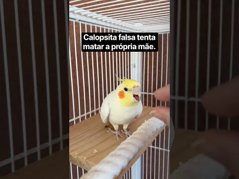 #calopsita #falsa