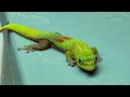 Download Lagu GREEN ANTICS | Gold Dust Day Gecko | Short film shot on iPhone