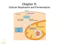 Chapter 9 Cellular Respiration Fermentation