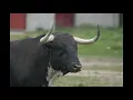 Gipsy Kings - El Toro enamorado de La Luna