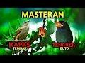 Download Lagu MASTERAN KAPAS TEMBAK vs TENGKEK BUTO + GEMERCIK AIR