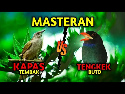 Download MP3 MASTERAN KAPAS TEMBAK vs TENGKEK BUTO + GEMERCIK AIR