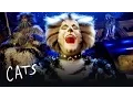 The Battle of Pekes and the Pollicles Part 1 Cats the Musical