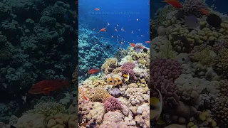 صخره مرجانی   دریای سرخ   مصر     صخره مرجانی  زیرآب  ماهی  اقیانوس  آکواریوم  طبیعت  مصر دندنها