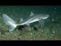 Facts The Spiny Dogfish