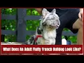 What Does An Adult Fluffy French Bulldog Look Like