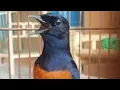 Download Lagu Burung murai ekor hitam langka yang mengisi suara apa burung unik ini
