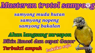 samyong ngeriwik ngeplong masteran untuk samyong muda hutan dan samyong terotol pasti cepet gacor