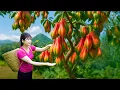 Download Lagu Ly Trieu Ca: Harvesting Giant Bell Pepper \u0026 Traditional Chinese Dessert Cakes – SOLD OUT in a Flash!