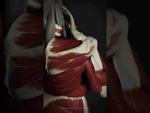 Rotator cuff in action close-up #rotatorcuff #shoulder #humerus #anatomystandard