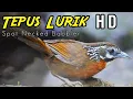 Suara Pikat Tepus Lurik Gacor Sangat Jernih - Spot Necked Babbler