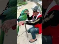 Download Lagu Burung Peliharaan Kades Hoho Jinak Sekali