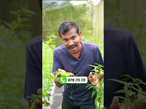 උසස් ප්රමිතියෙන් යුතු ශක්තිමත් Polytunnel එකක් නිමවාගැනීමට දැම්ම අපිට කතා කරන්න0719775775
