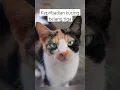 Download Lagu Kepribadian kucing belang tiga #cat #duniakucinglucu #catlover #pecintakucinglucu #catlovers