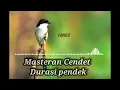 Download Lagu Masteran Cendet Durasi Pendek #cendetindonesia #kicaumania #masterancendetfulltembakan