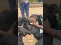 Download Lagu How to break up dog fight! #doglover #dogtraining #viralvideo #dog #dogs #dogfight #dogtips