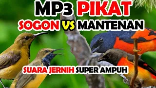 suara pikat sogon ribut kombinasi mantenan ribut super ampuh