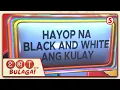 Download Lagu EAT BULAGA | Anong hayop na black and white ang kulay?