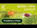 Lagu Spider Mite Control with Predatory Mites (Phytoseiulus persimilis)