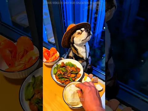 मम्मी के आते ही टॉमी ने खाना शुरू कर दिया😮#Catsoftiktok #CatLovers #cat #cute #FunnyCats #catcartoon