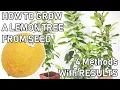 Download Lagu How To Grow A LEMON TREE From A SEED ( 0-6 MONTHS UPDATES )