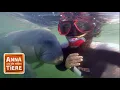 Download Lagu Wo grast die Seekuh? | Reportage für Kinder | Anna und die wilden Tiere