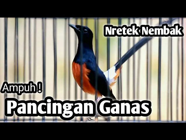 Download MP3 MURAI BATU GACOR FULL ISIAN TEMBAKAN KASAR AMPUH MEMANCING EMOSI MURAI BATU LAWAN